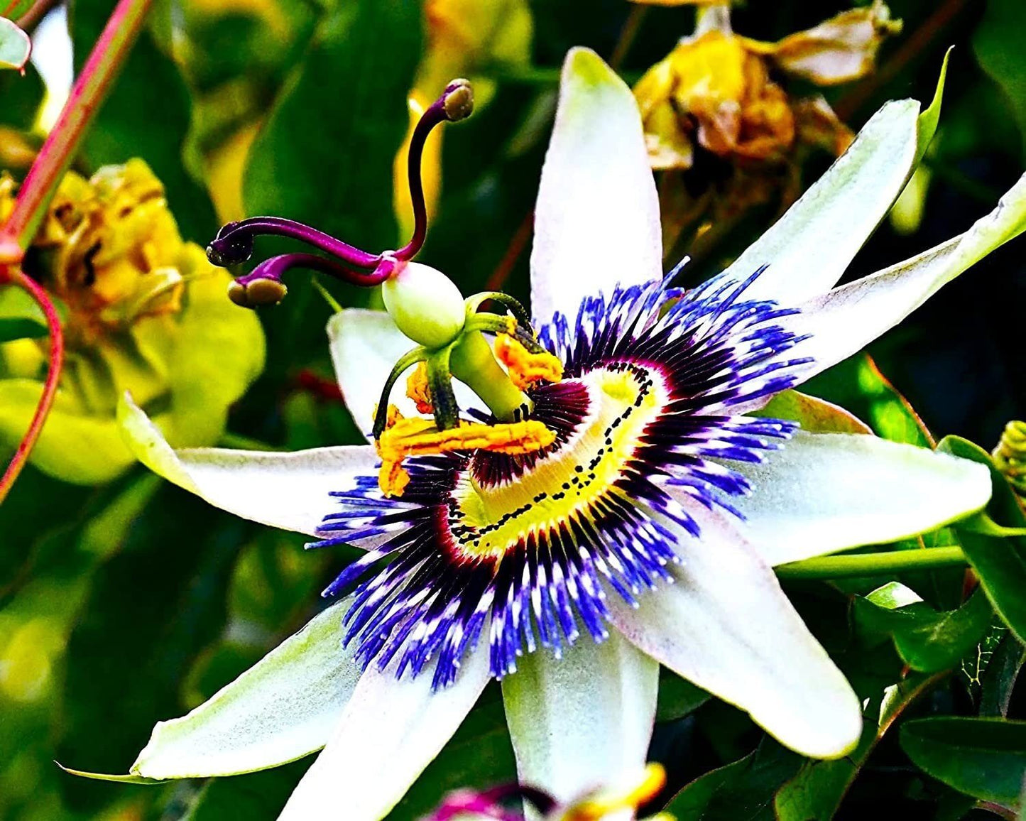 Passion Flower Passiflora Passion Vine Maypop Granadilla Treasure Flower - 10 Seeds