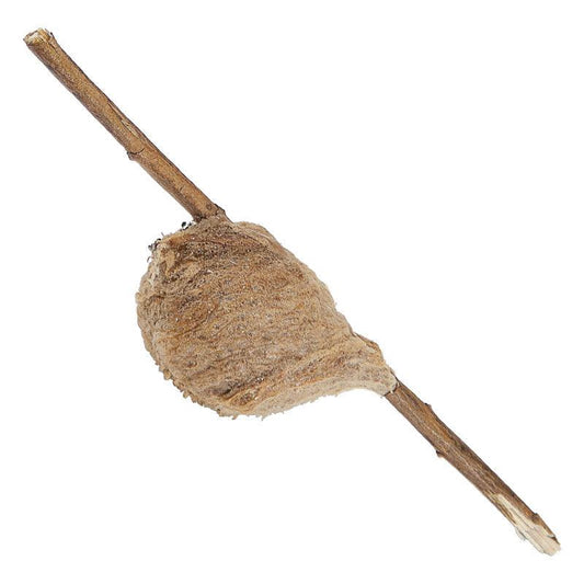 Praying Mantids Tenodera ardefolia sinensis (Case of approx 200 eggs)