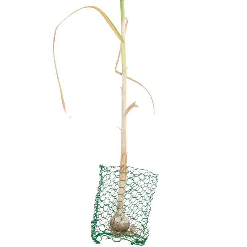 Root Guard Gopher Basket Mini (6/pk)