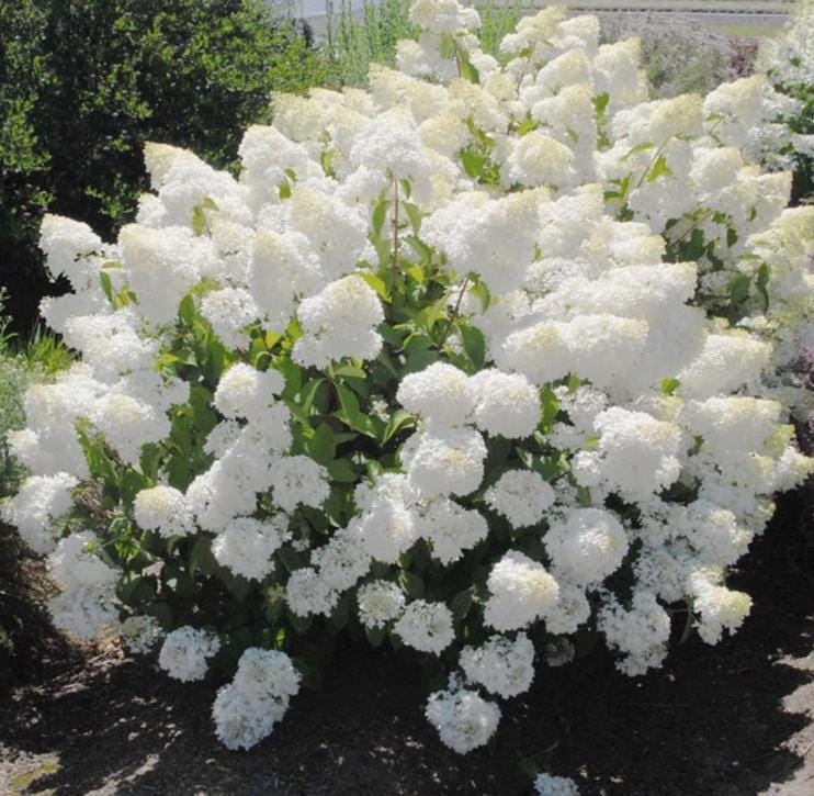 Pee Gee Hydrangea Seeds - Beautiful Attractive Showy and Hardy Perennial Flowers