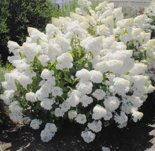 Pee Gee Hydrangea Seeds - Beautiful Attractive Showy and Hardy Perennial Flowers