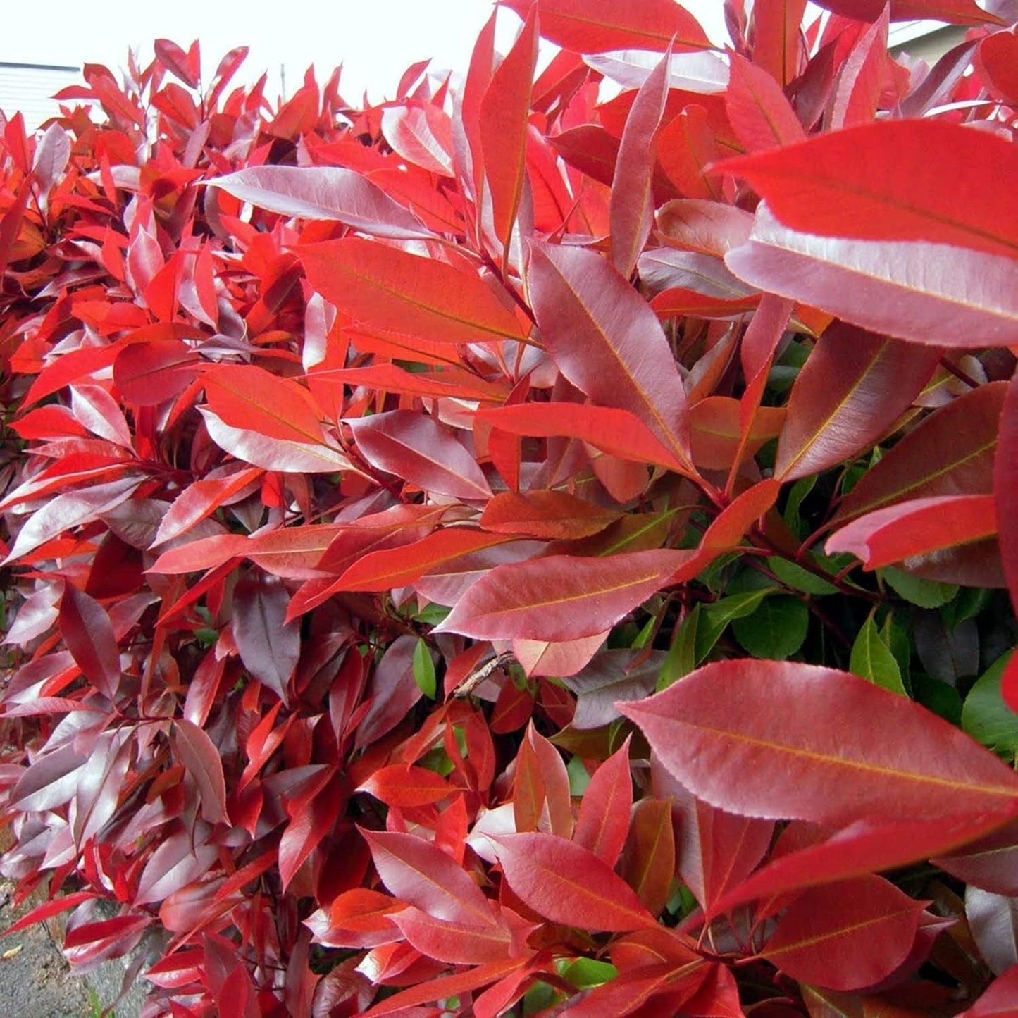 Photinia X Fraseri Red Tip Photinia Evergreen Shrub - 100 Seeds - Hardy Easy to Grow Gardens Landscapes Used as Hedge or Screen Outdoor