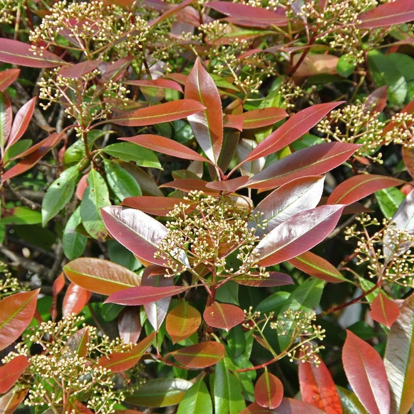 Photinia X Fraseri Red Tip Photinia Evergreen Shrub - 100 Seeds - Hardy Easy to Grow Gardens Landscapes Used as Hedge or Screen Outdoor