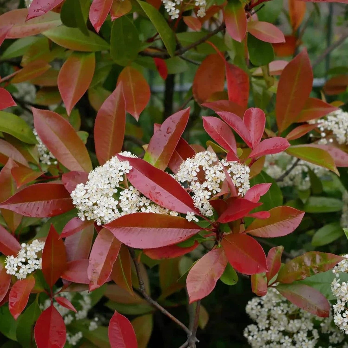 Photinia X Fraseri Red Tip Photinia Evergreen Shrub - 100 Seeds - Hardy Easy to Grow Gardens Landscapes Used as Hedge or Screen Outdoor