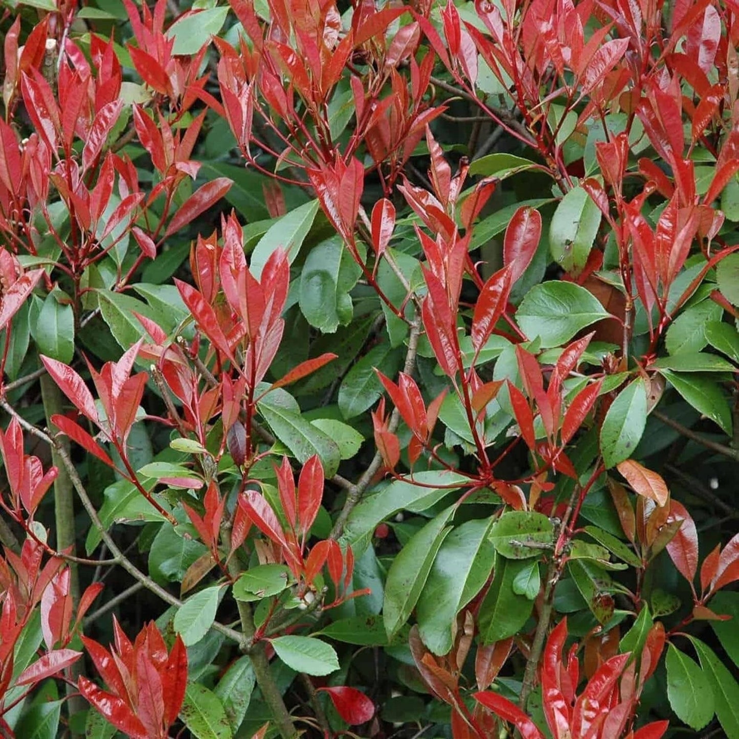 Photinia X Fraseri Red Tip Photinia Evergreen Shrub - 100 Seeds - Hardy Easy to Grow Gardens Landscapes Used as Hedge or Screen Outdoor