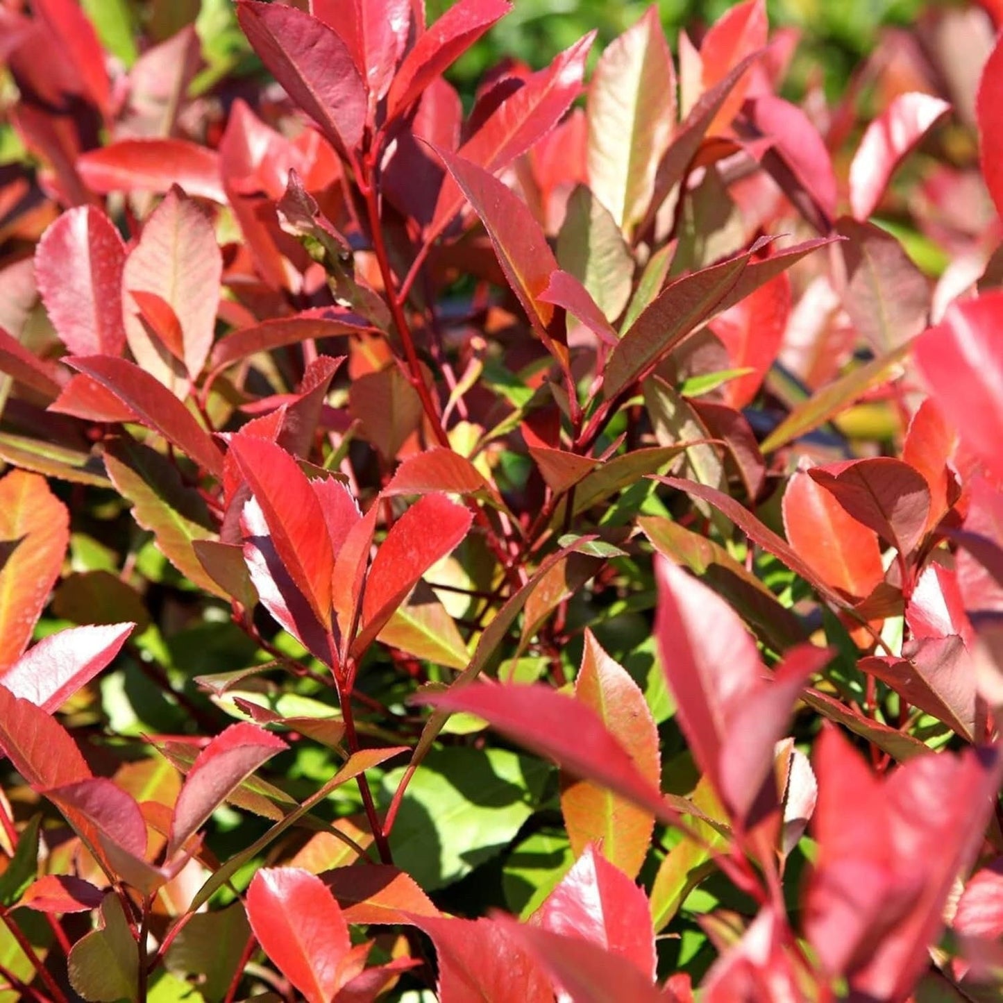 Photinia X Fraseri Red Tip Photinia Evergreen Shrub - 100 Seeds - Hardy Easy to Grow Gardens Landscapes Used as Hedge or Screen Outdoor