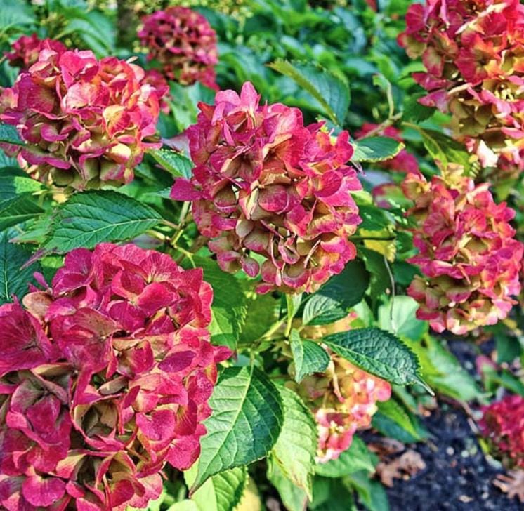 Pistachio Hydrangea Seeds - Beautiful Attractive Showy and Hardy Perennial Flowers