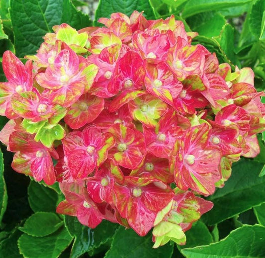 Pistachio Hydrangea Seeds - Beautiful Attractive Showy and Hardy Perennial Flowers