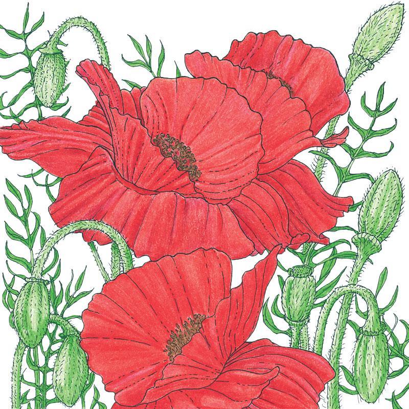 Poppy, Corn (1/4 lb)