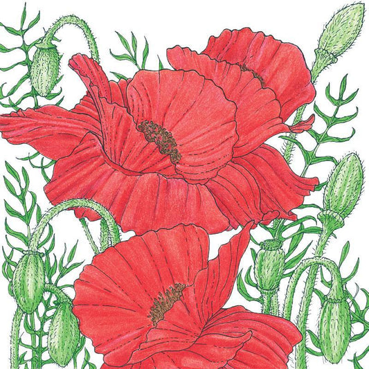 Poppy, Corn (1/4 lb)