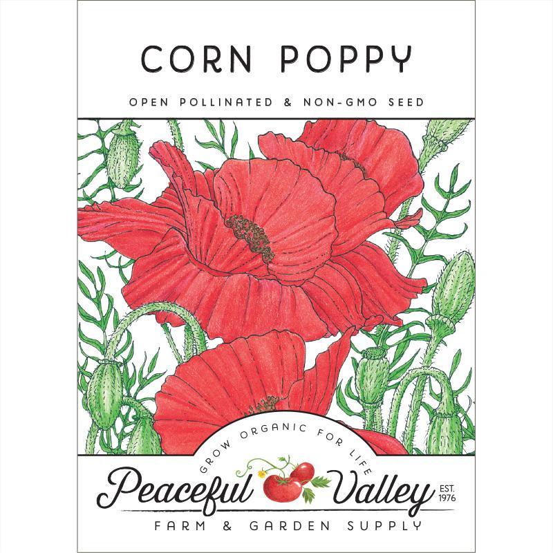 Corn Poppy