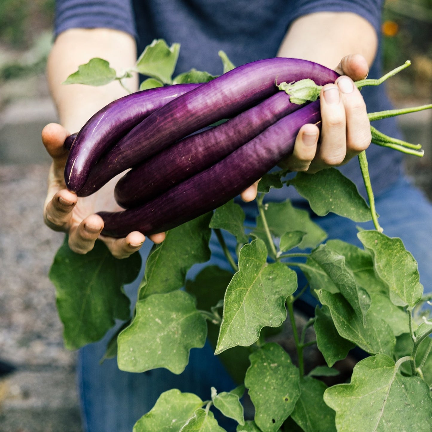 Purely Organic Long Purple Eggplant Seeds - USDA Organic