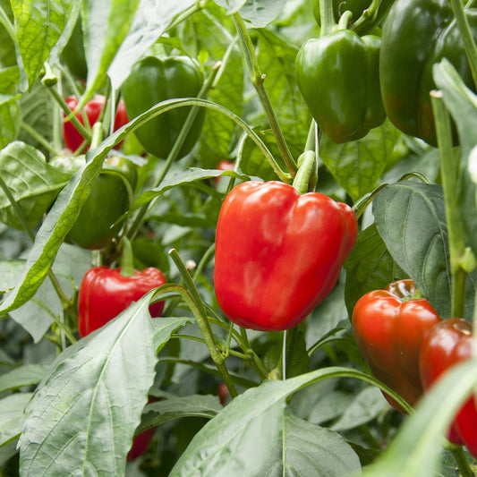 Purely Organic California Wonder Sweet Pepper Seeds - USDA Organic