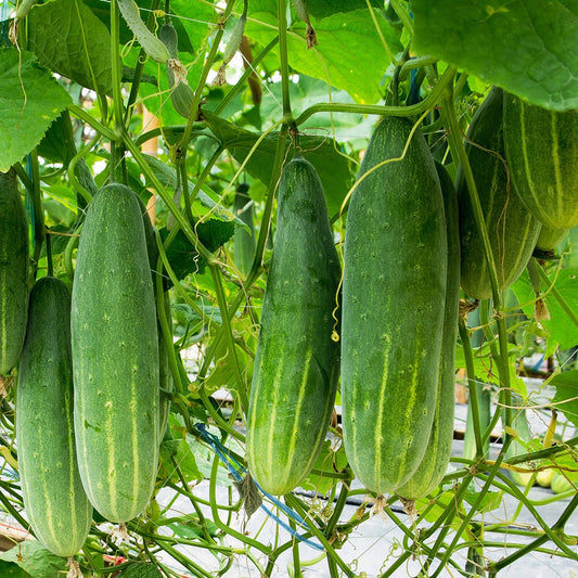 Purely Organic Marketmore 76 Cucumber Seeds - USDA Organic