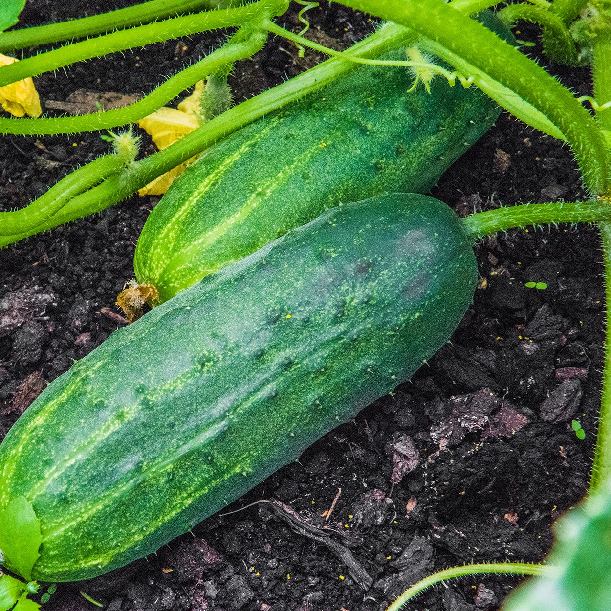 Purely Organic Marketmore 76 Cucumber Seeds - USDA Organic