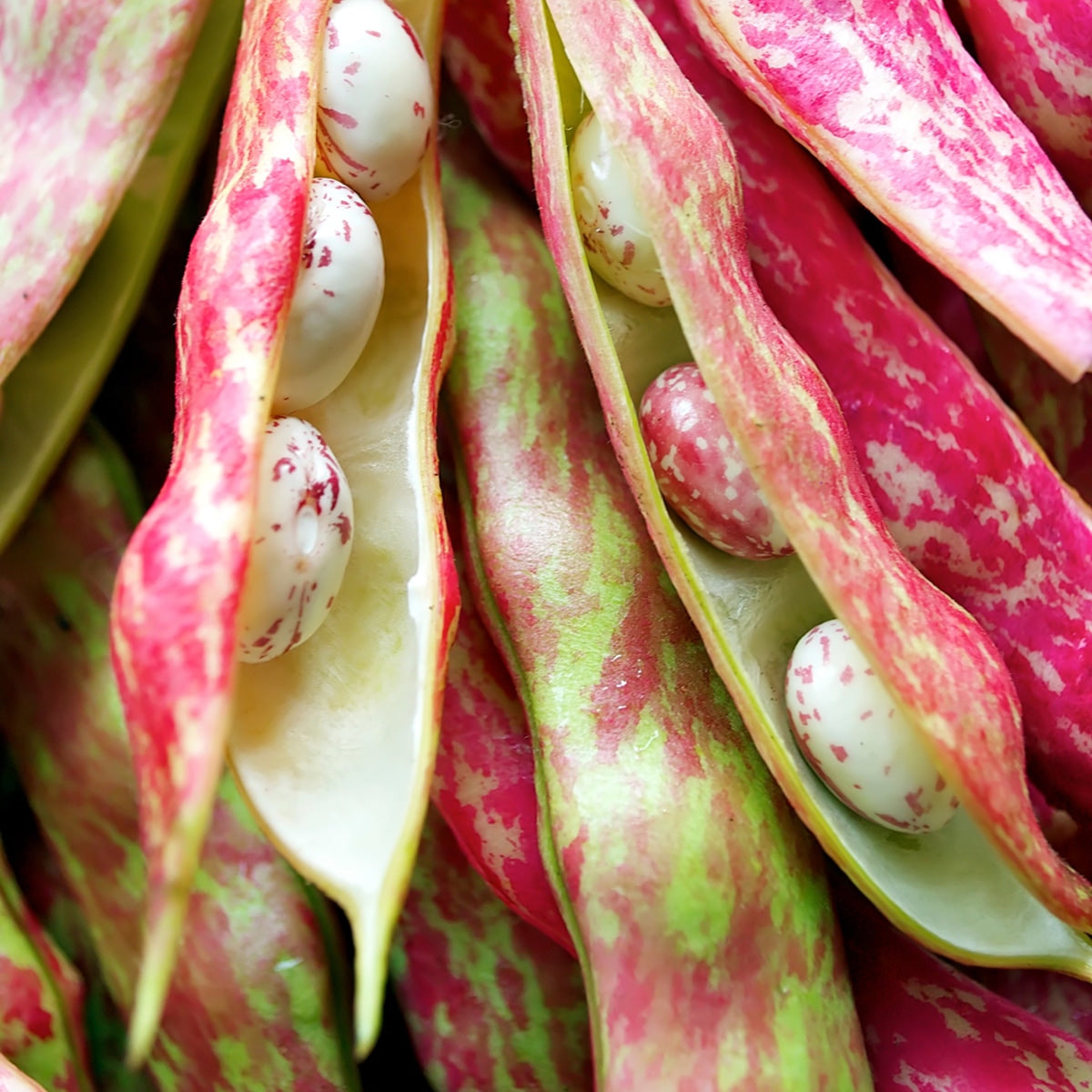 Purely Organic Pinto Beans - USDA Organic