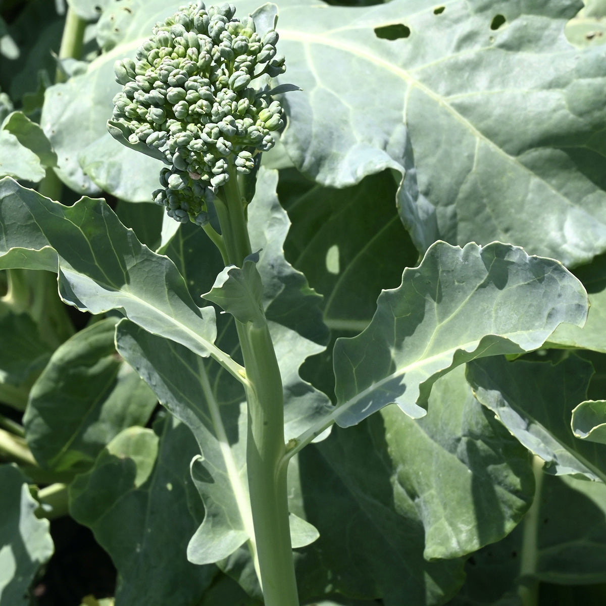 Purely Organic Spring Rapini Broccoli Raab Seeds - USDA Organic