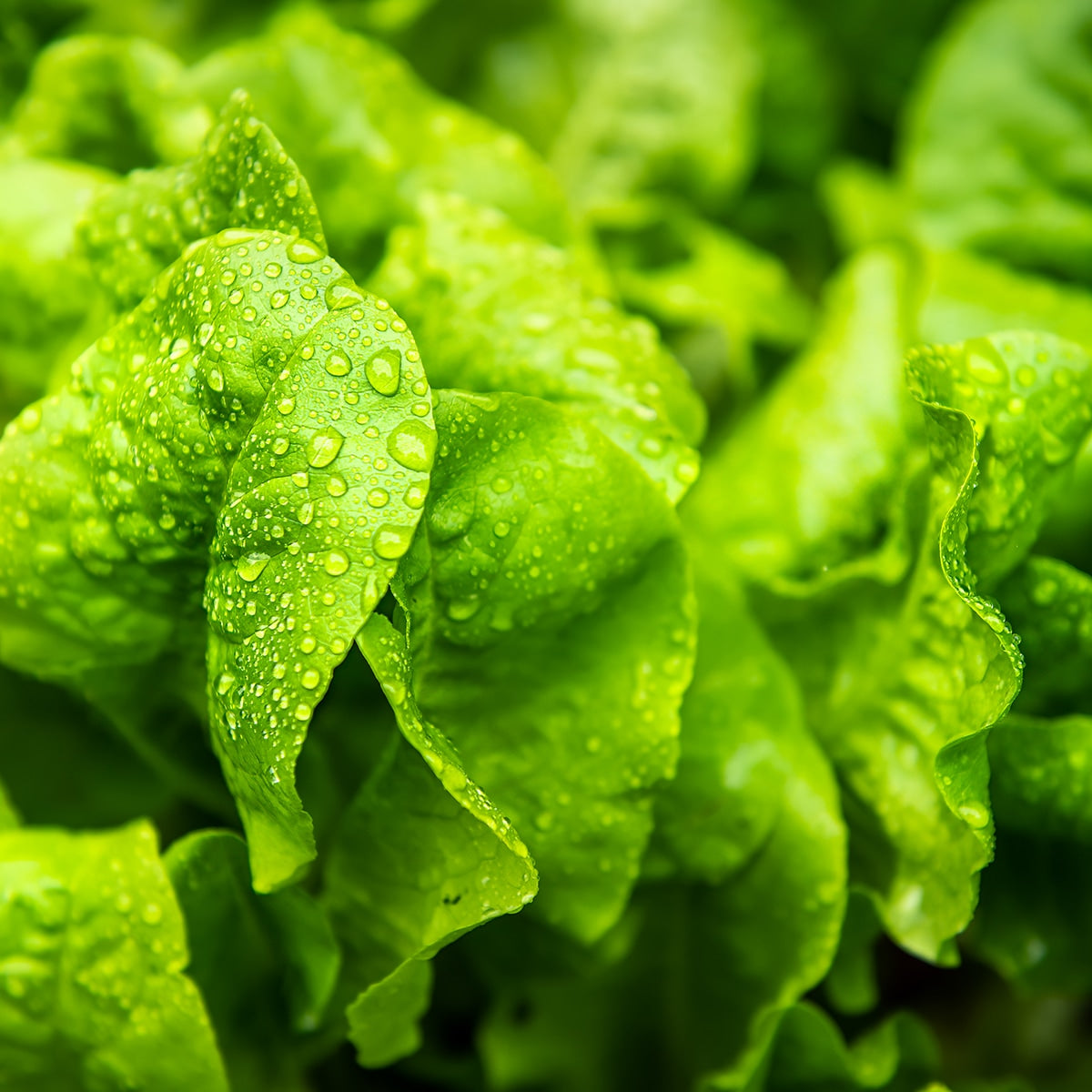 Purely Organic Buttercrunch Lettuce Seeds - USDA Organic