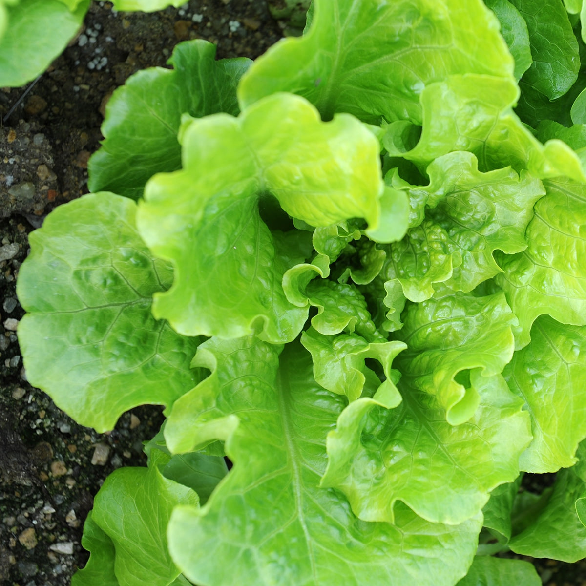 Purely Organic Buttercrunch Lettuce Seeds - USDA Organic