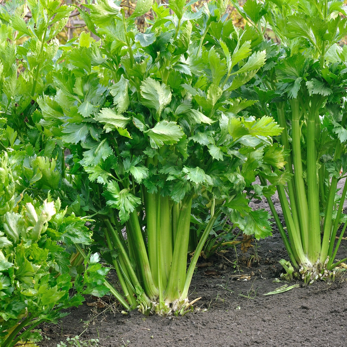 Purely Organic Utah Tall Celery Seeds - USDA Organic
