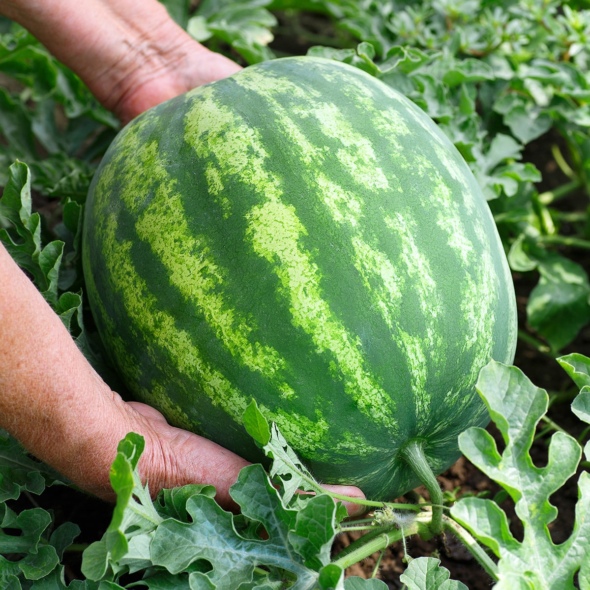 Purely Organic Crimson Sweet Watermelon Seeds - USDA Organic