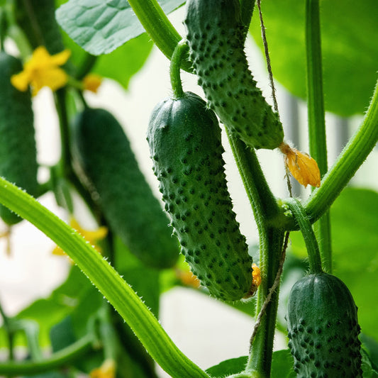 Purely Organic Boston Pickling Cucumber Seeds - USDA Organic