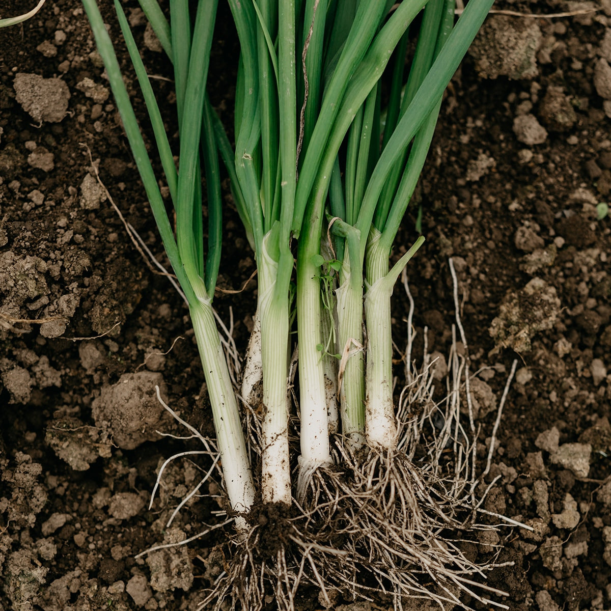 Purely Organic Bunching Evergreen Onion Seeds - USDA Organic