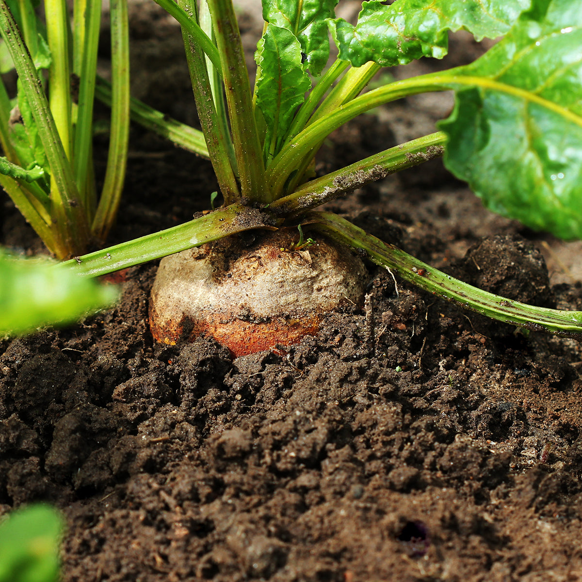 Purely Organic Golden Detroit Beet Seeds - USDA Organic