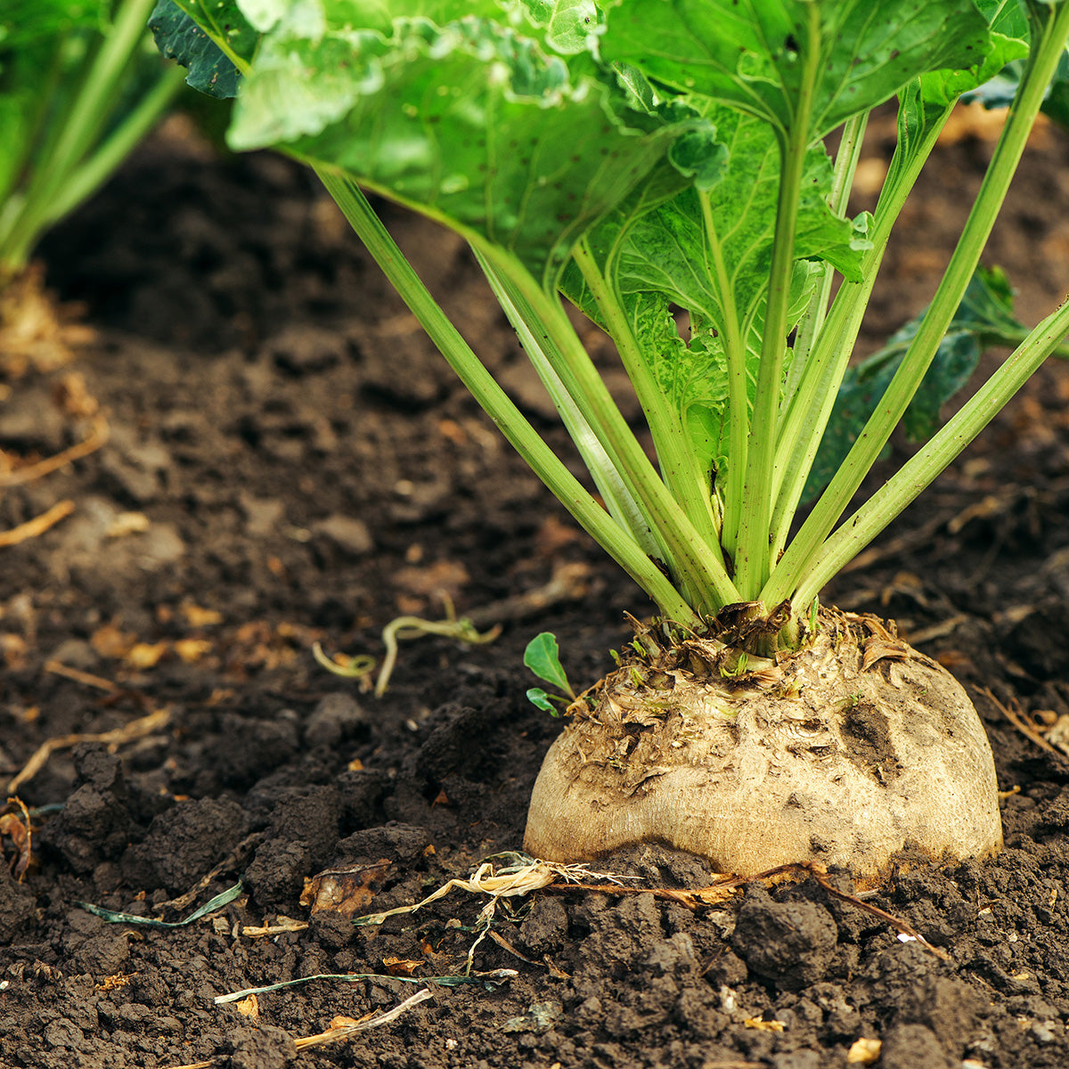 Purely Organic Golden Globe Turnip Seeds - USDA Organic