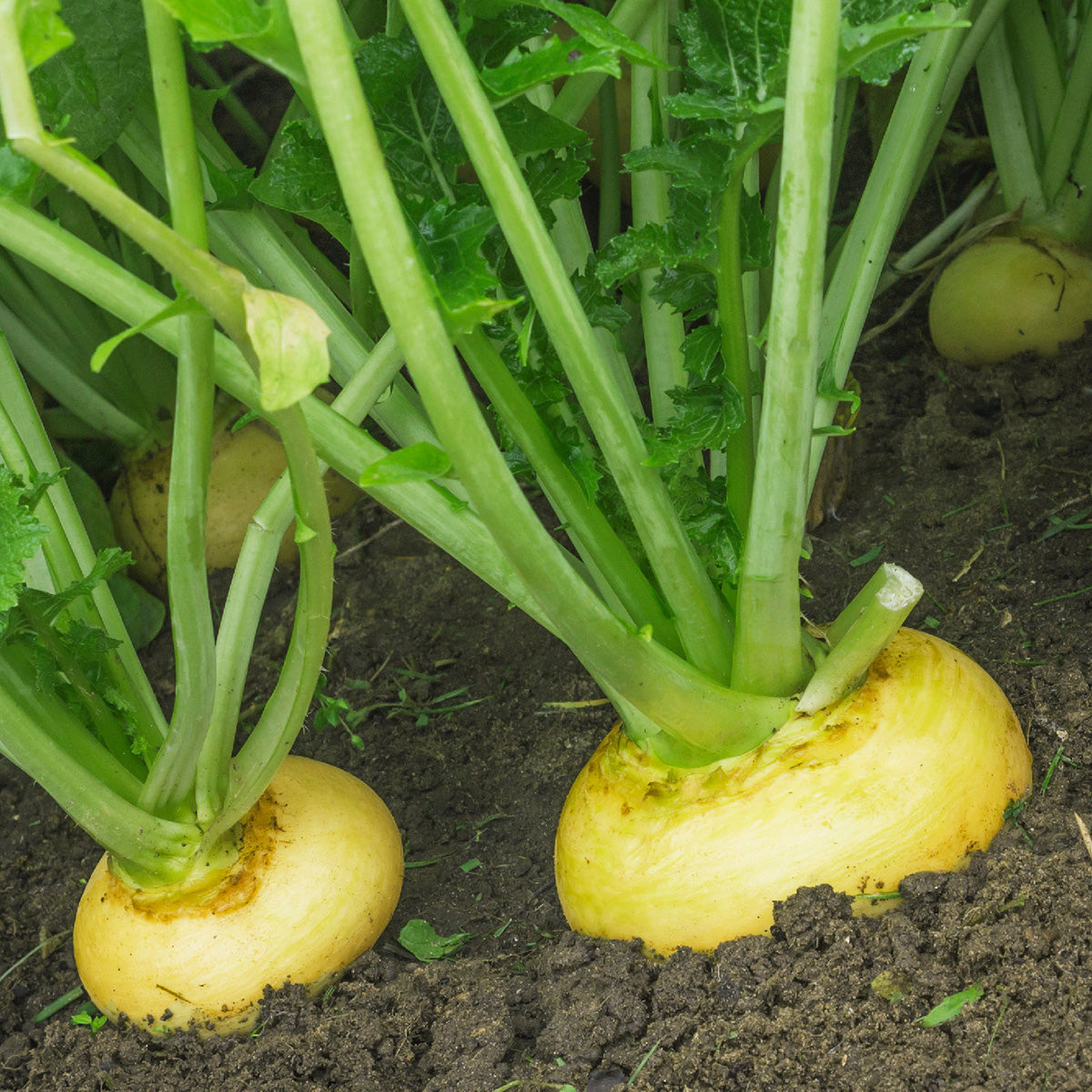 Purely Organic Golden Globe Turnip Seeds - USDA Organic