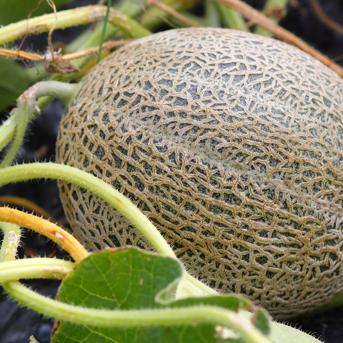 Purely Organic Hales Best Jumbo Cantaloupe Seeds - USDA Organic