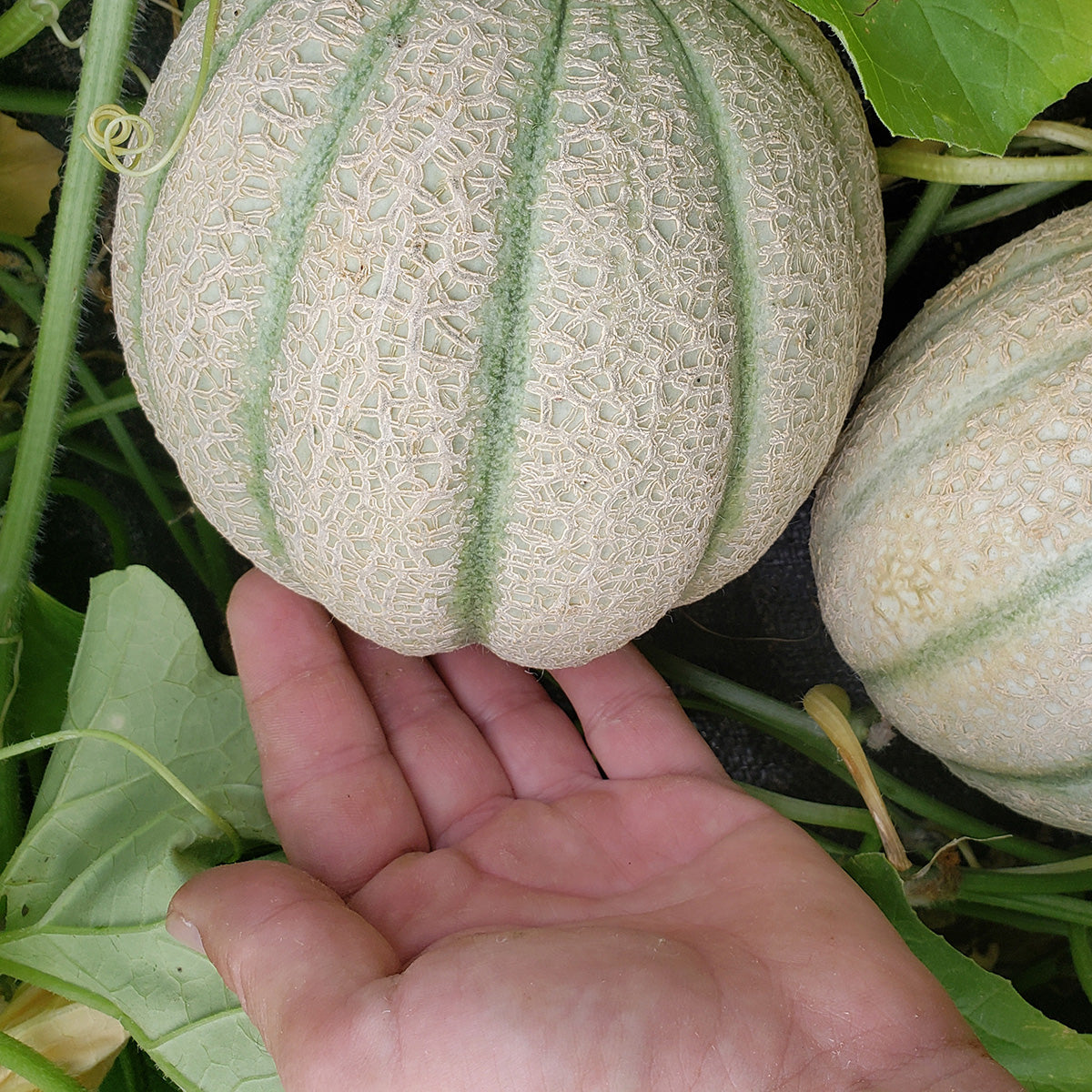 Purely Organic Hales Best Jumbo Cantaloupe Seeds - USDA Organic