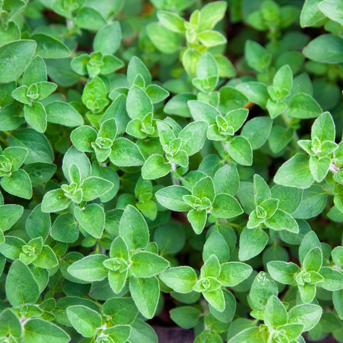 Purely Organic Common Italian Oregano Seeds - USDA Organic