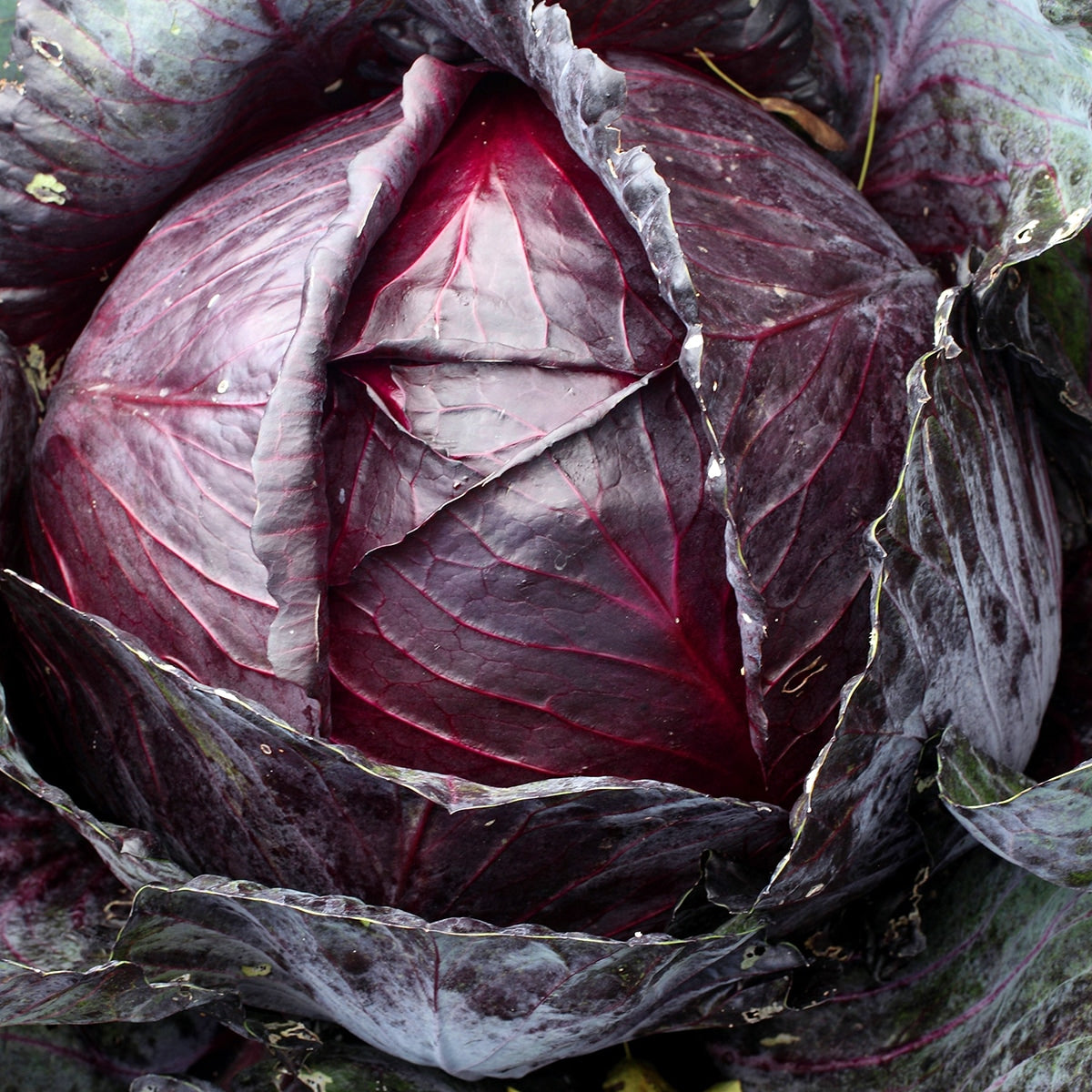 Purely Organic Red Acre Cabbage Seeds - USDA Organic