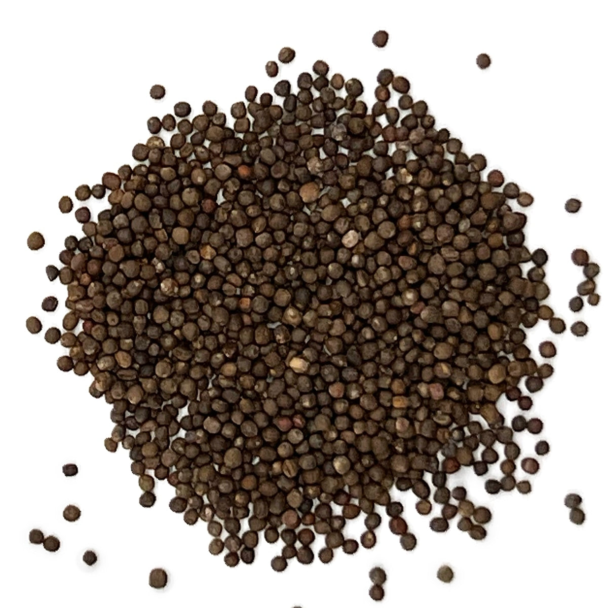 Purely Organic Red Acre Cabbage Seeds - USDA Organic