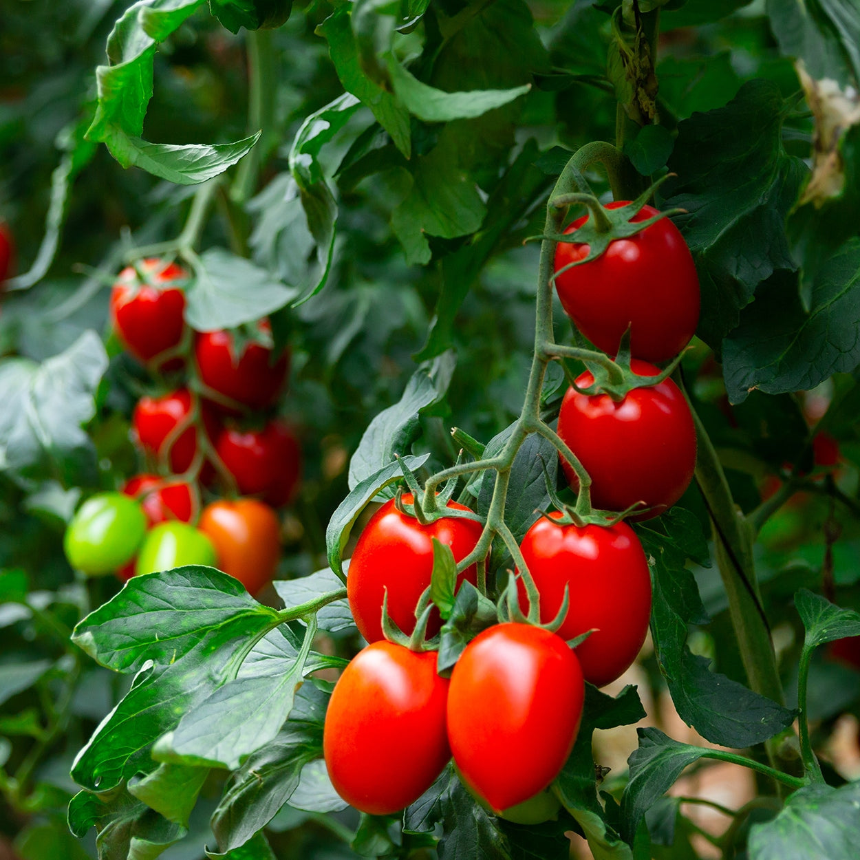 Purely Organic Roma Tomato Seeds - USDA Organic