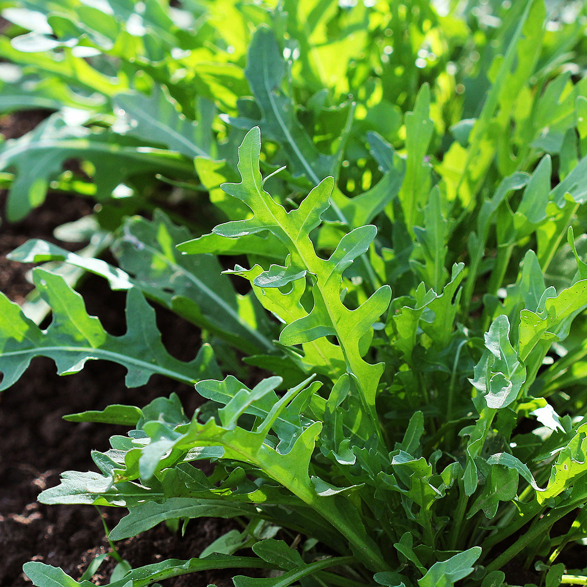 Purely Organic Slow Bolt Arugula Seeds - USDA Organic