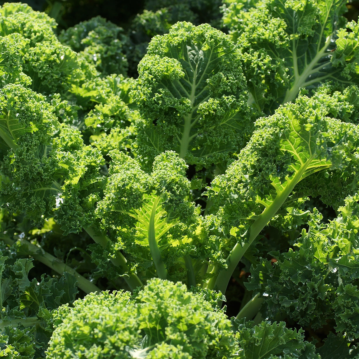 Purely Organic Vates Blue Scotch Curled Kale Seeds - USDA Organic