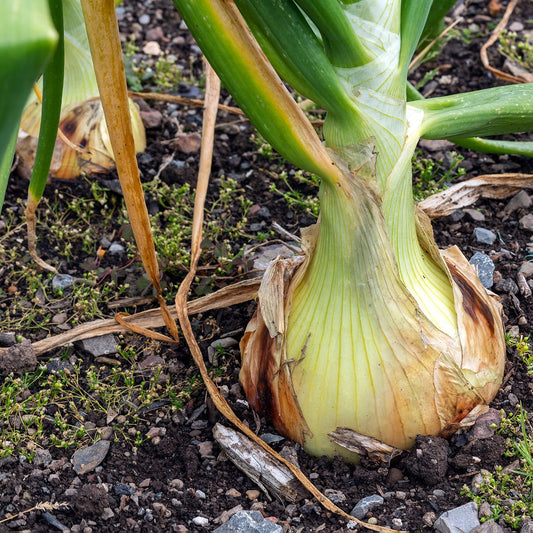 Purely Organic Walla Walla Onion Seeds - USDA Organic