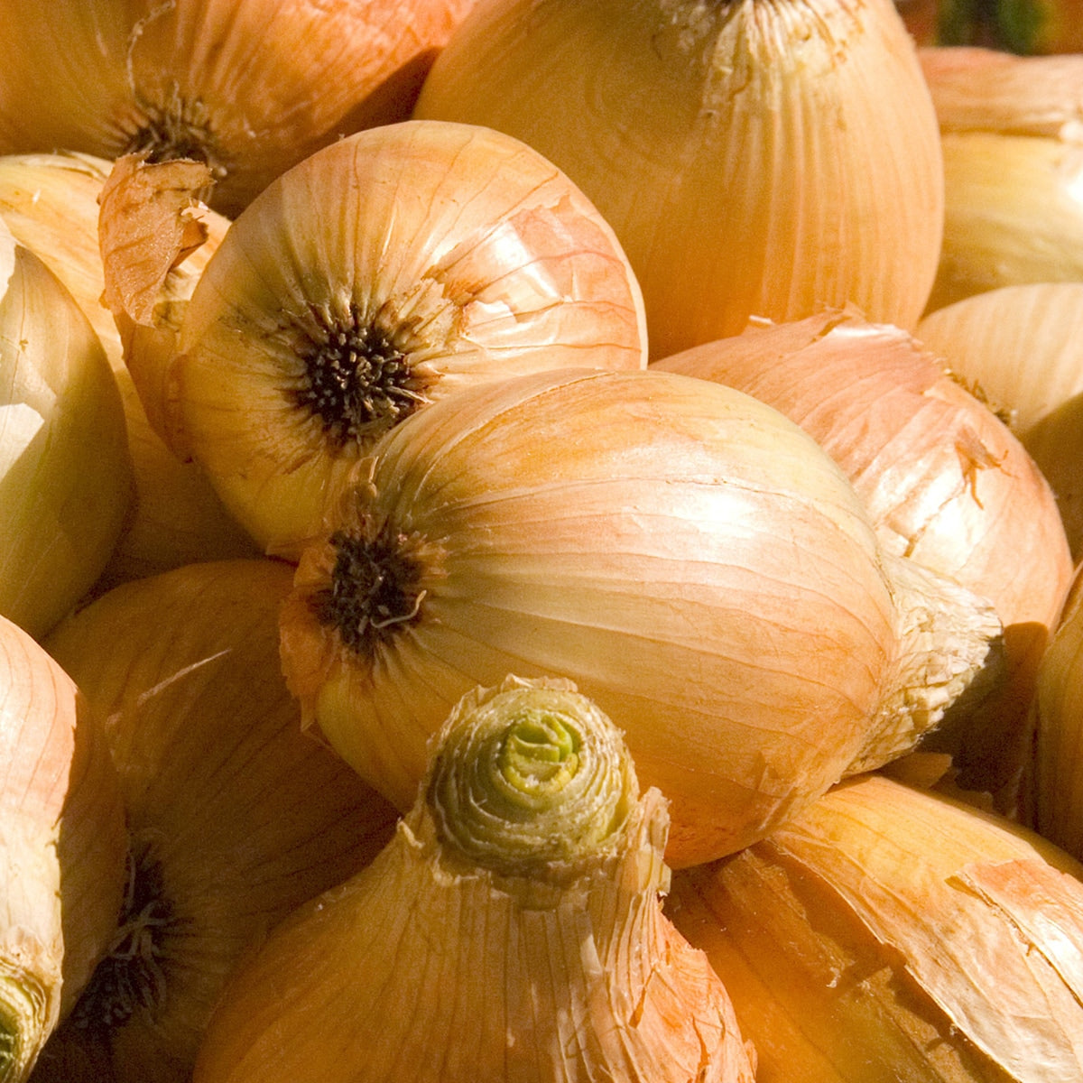 Purely Organic Walla Walla Onion Seeds - USDA Organic
