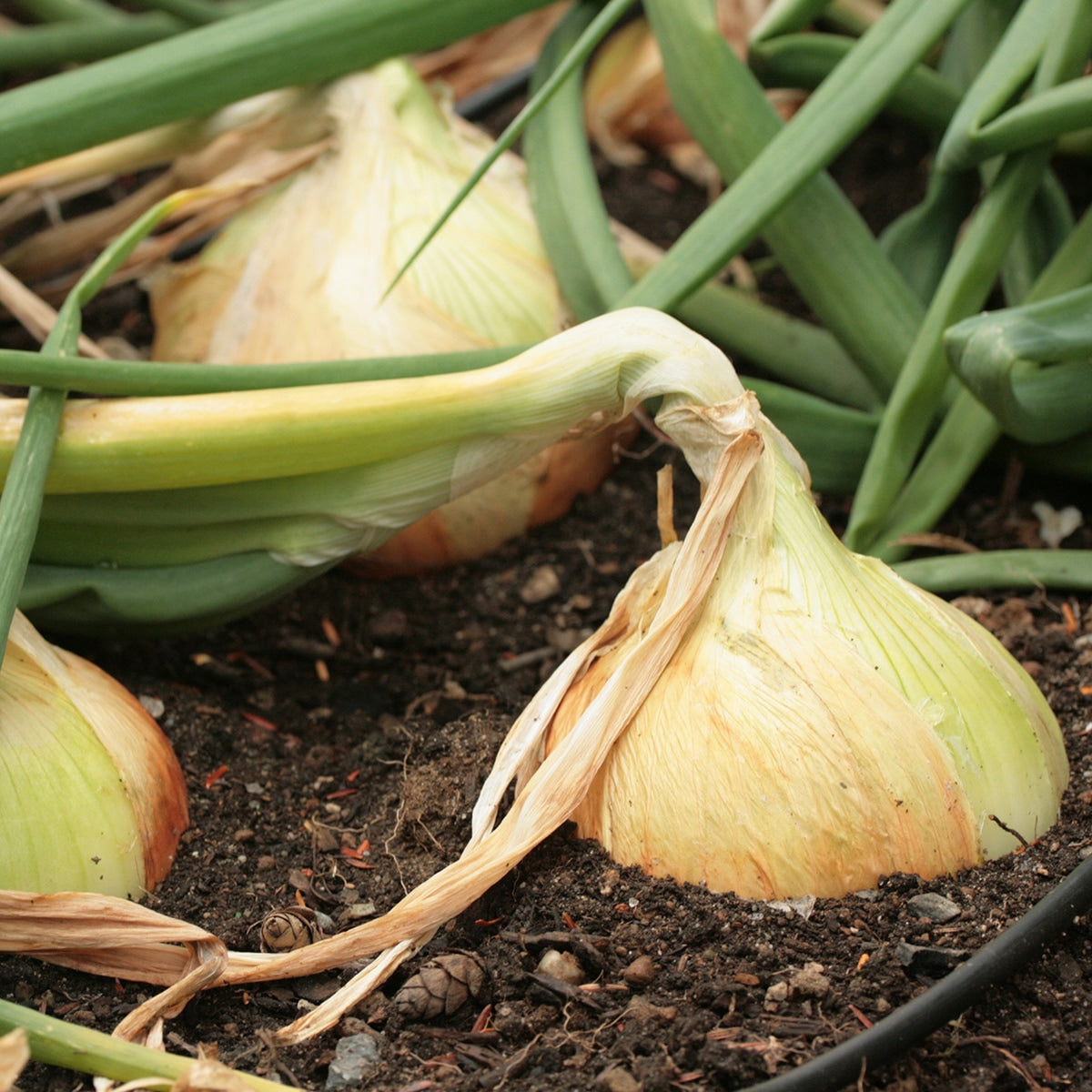 Purely Organic Walla Walla Onion Seeds - USDA Organic