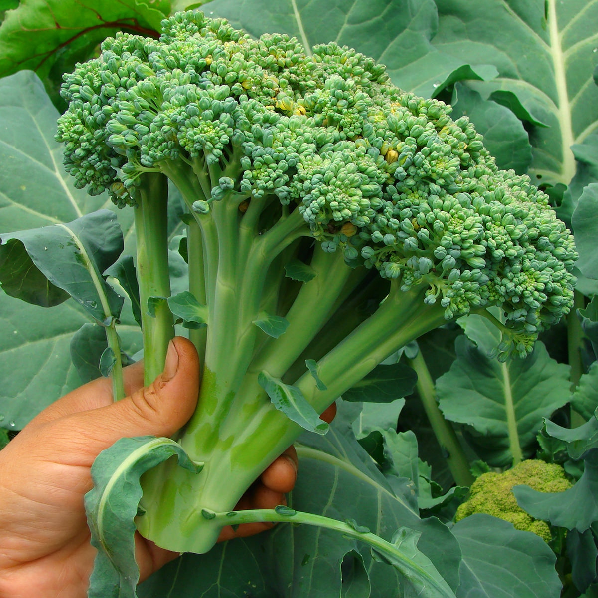 Purely Organic Waltham 29 Broccoli Seeds - USDA Organic