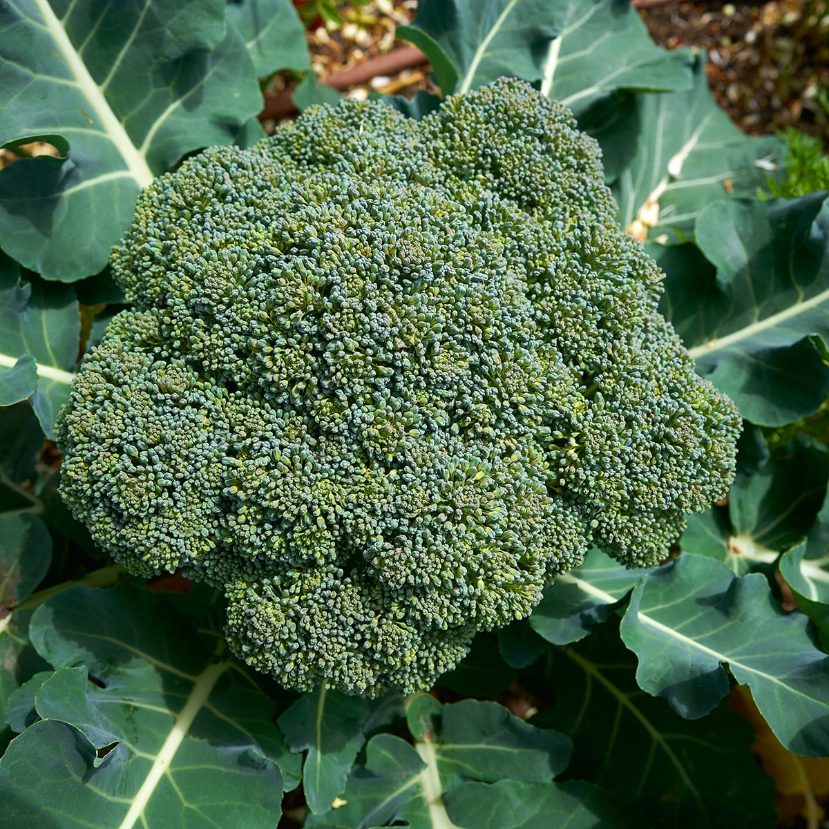 Purely Organic Waltham 29 Broccoli Seeds - USDA Organic