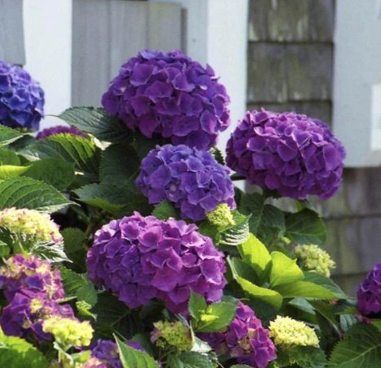 Purple Hydrangea Seeds - Beautiful Attractive Showy and Hardy Perennial Flowers