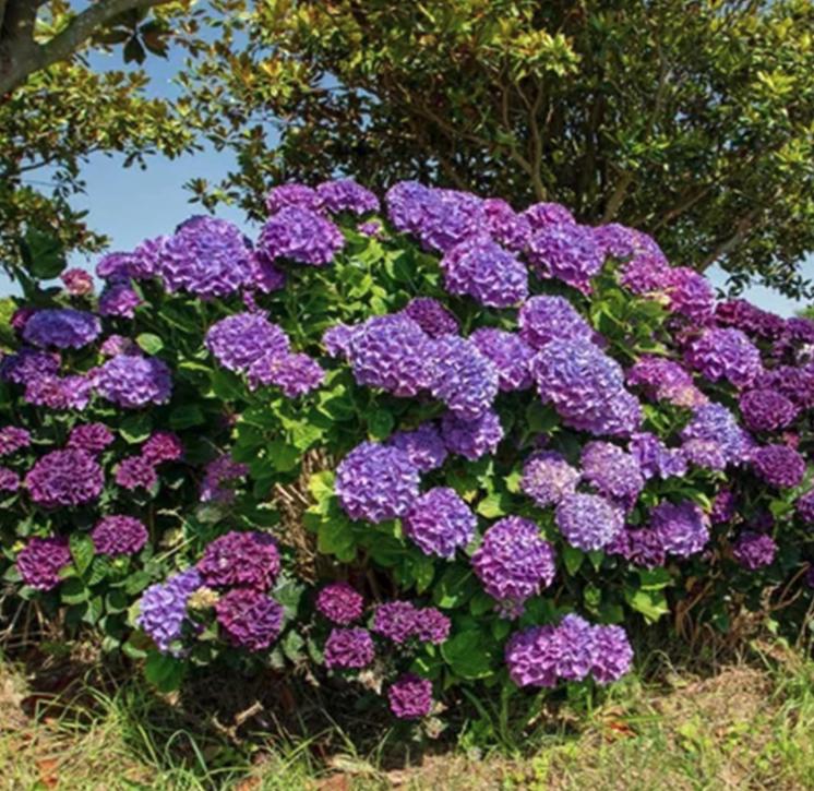 Purple Hydrangea Seeds - Beautiful Attractive Showy and Hardy Perennial Flowers
