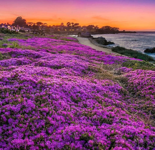 Purple Magic Creeping Thyme Seeds - Easy-Grow, Fragrant Ground Cover Plants, Open Pollinated - Thymus Serpyllum