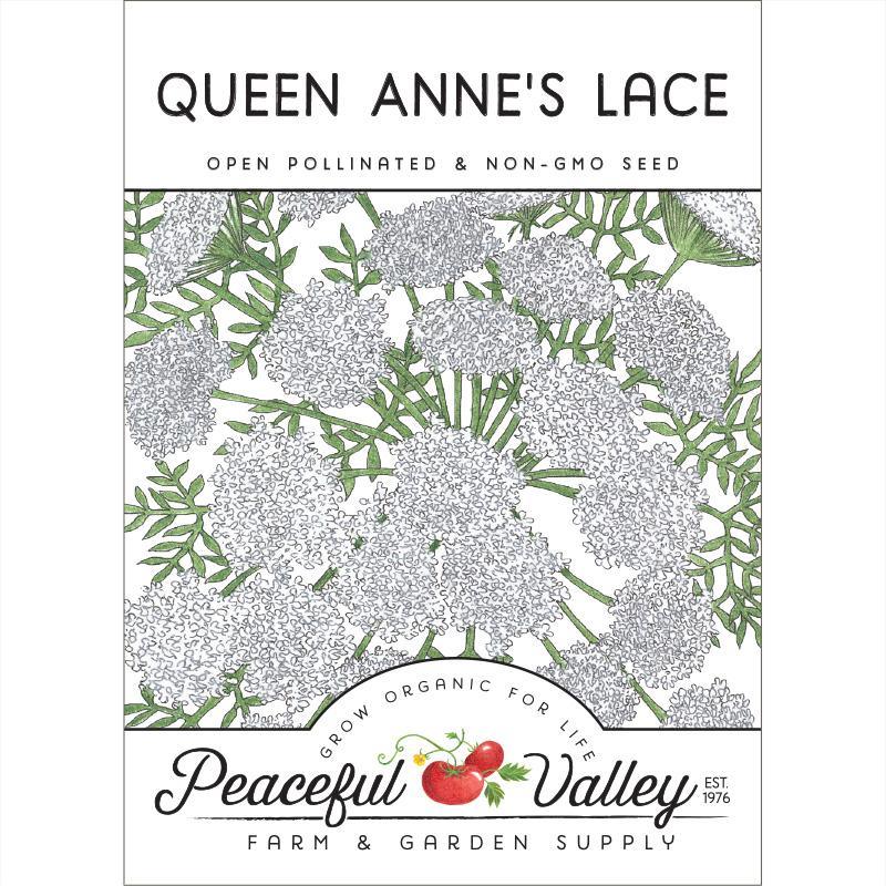 Queen Anne's Lace (pack)