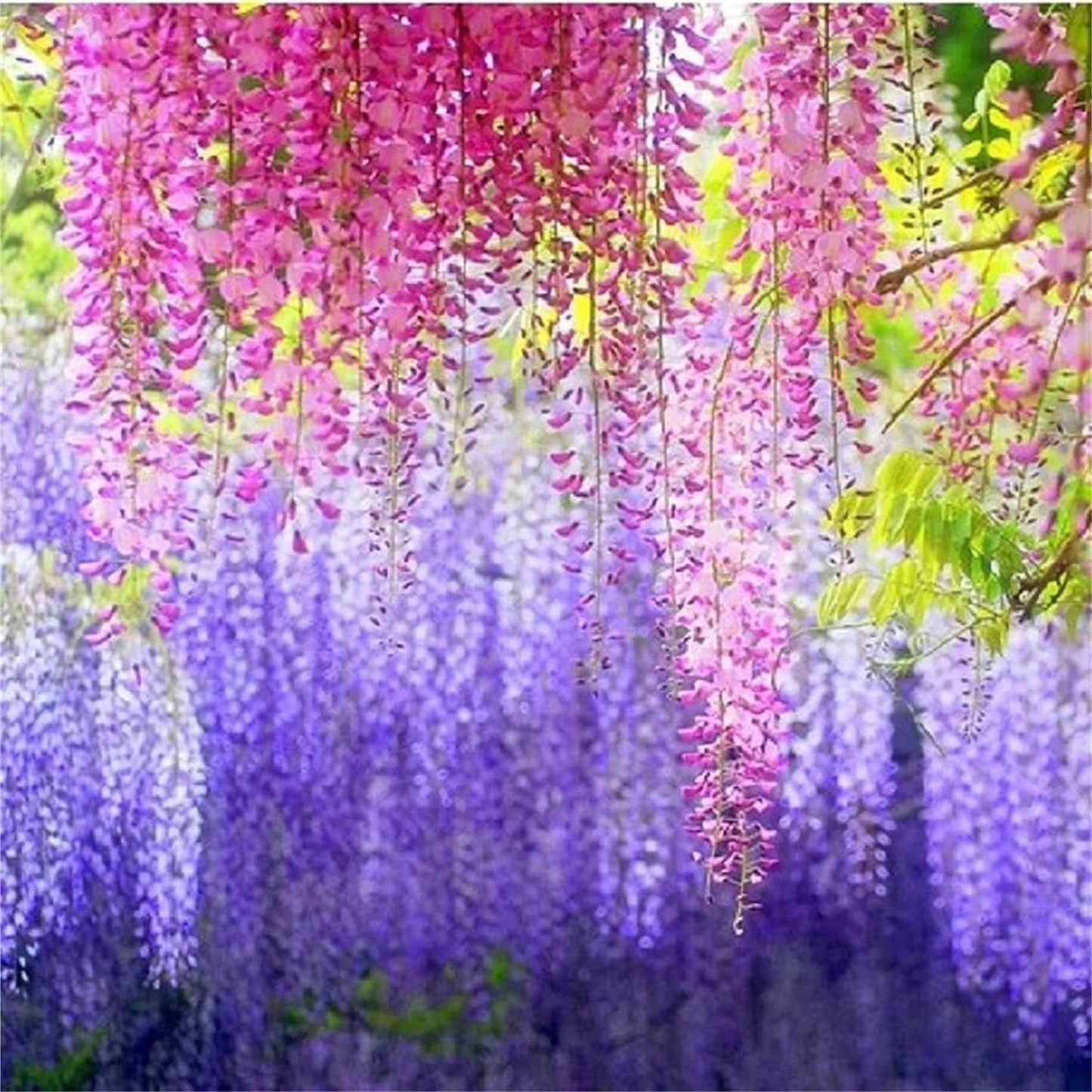 Rare Mixed Color Wisteria Bonsai Tree Seeds - Highly Prized Flowering Japanese