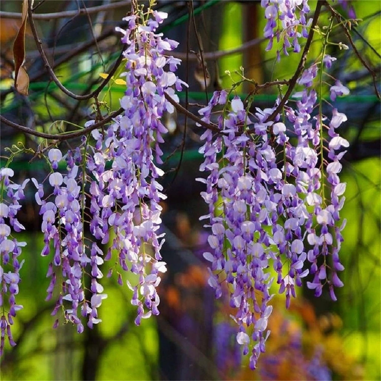 Rare Mixed Color Wisteria Bonsai Tree Seeds - Highly Prized Flowering Japanese