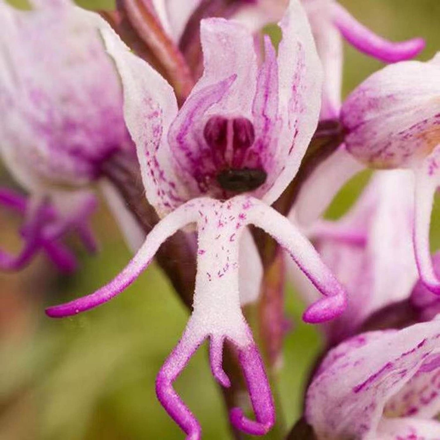 Rare Orchid - 100 Seeds - Non-Gmo - Man Flowers Monkey Orchid